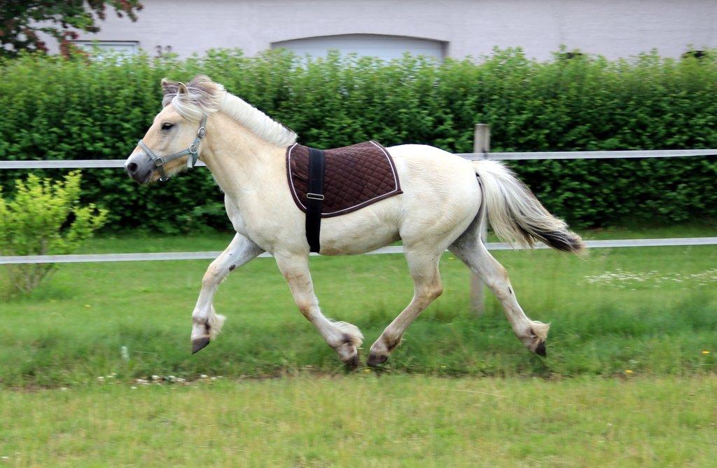 Fjordhest Egebæks Kasio. - Første gang med underlag - Han er så cool!  billede 19