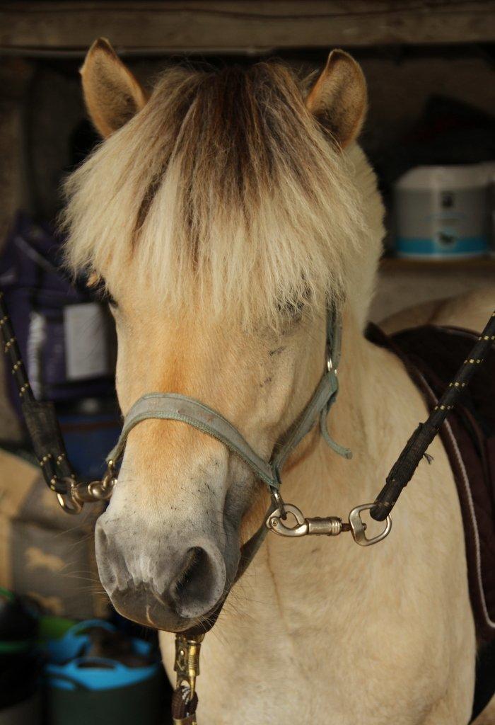 Fjordhest Egebæks Kasio. - Så lækker man er! :')  billede 1