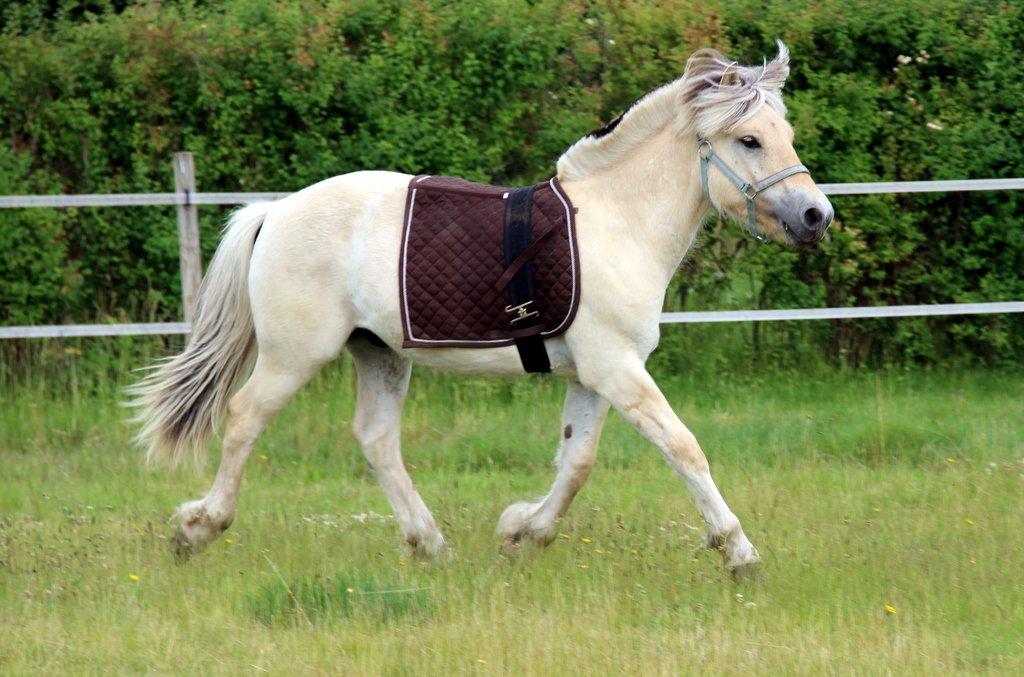 Fjordhest Egebæks Kasio. - Sommer - 2013 billede 8