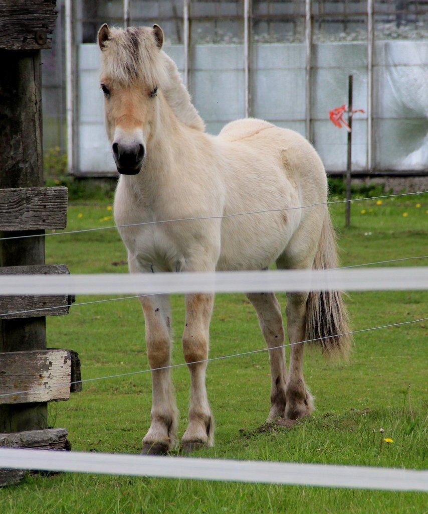 Fjordhest Egebæks Kasio. - '' Se hvor stor jeg er blevet :') '' billede 20