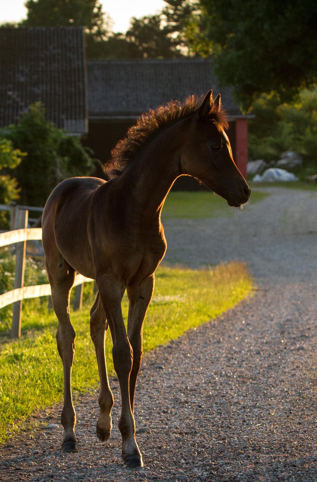Arabisk fuldblod (OX) SAF Jamar Z - 1. juli 2013 billede 10