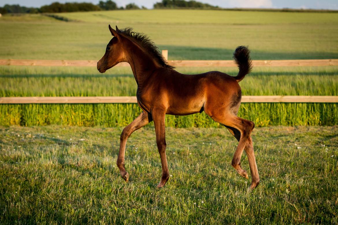 Arabisk fuldblod (OX) SAF Jamar Z - 1. juli 2013 billede 11