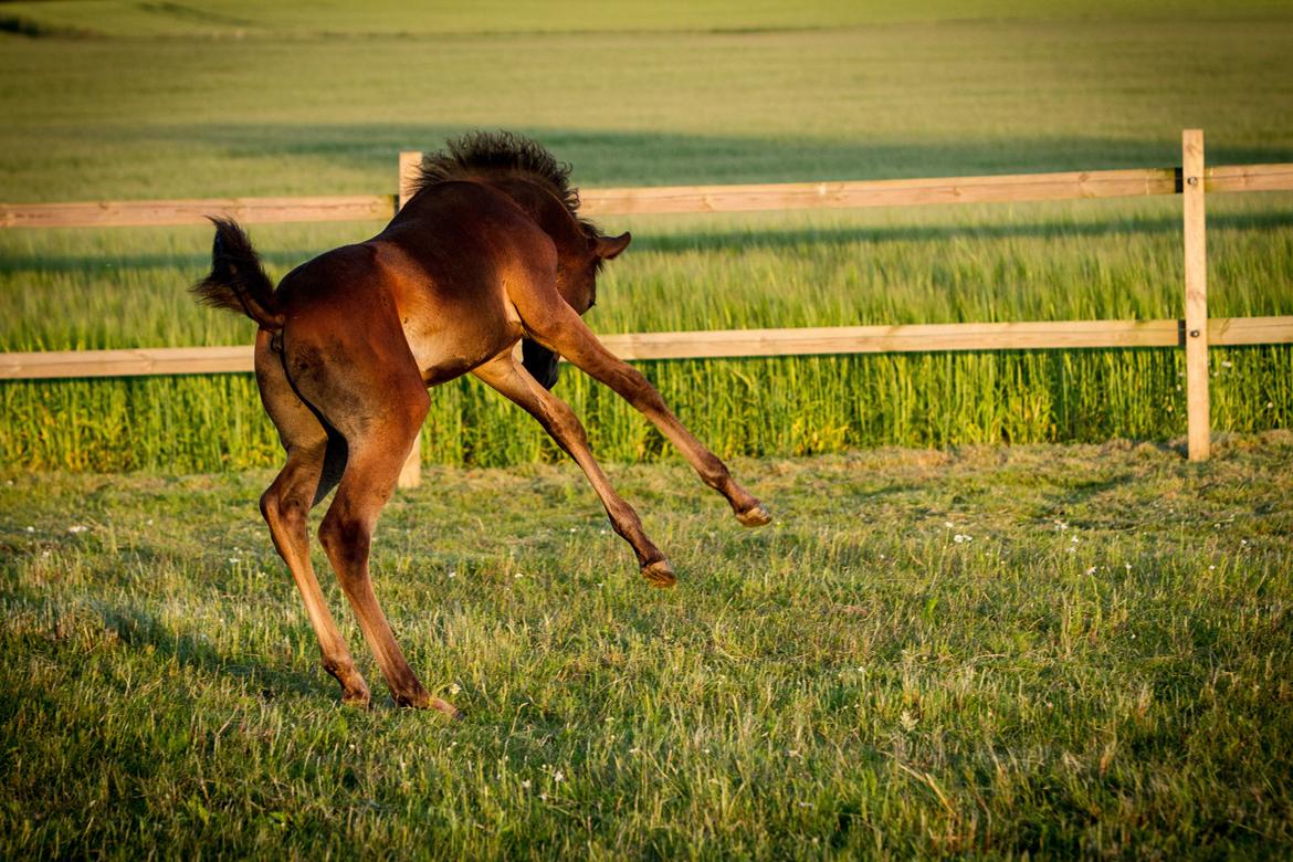 Arabisk fuldblod (OX) SAF Jamar Z - 1. juli 2013 billede 12