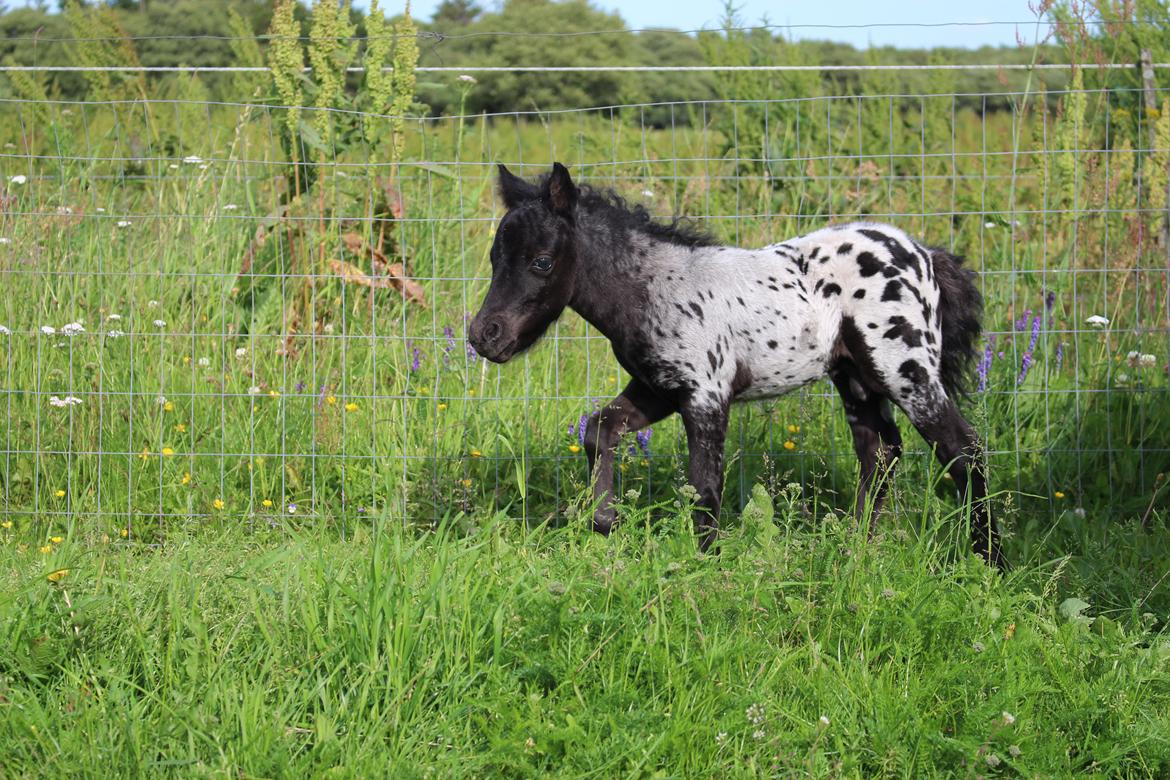 Knabstrupper Kragheredens Magnificent Cirocco billede 8