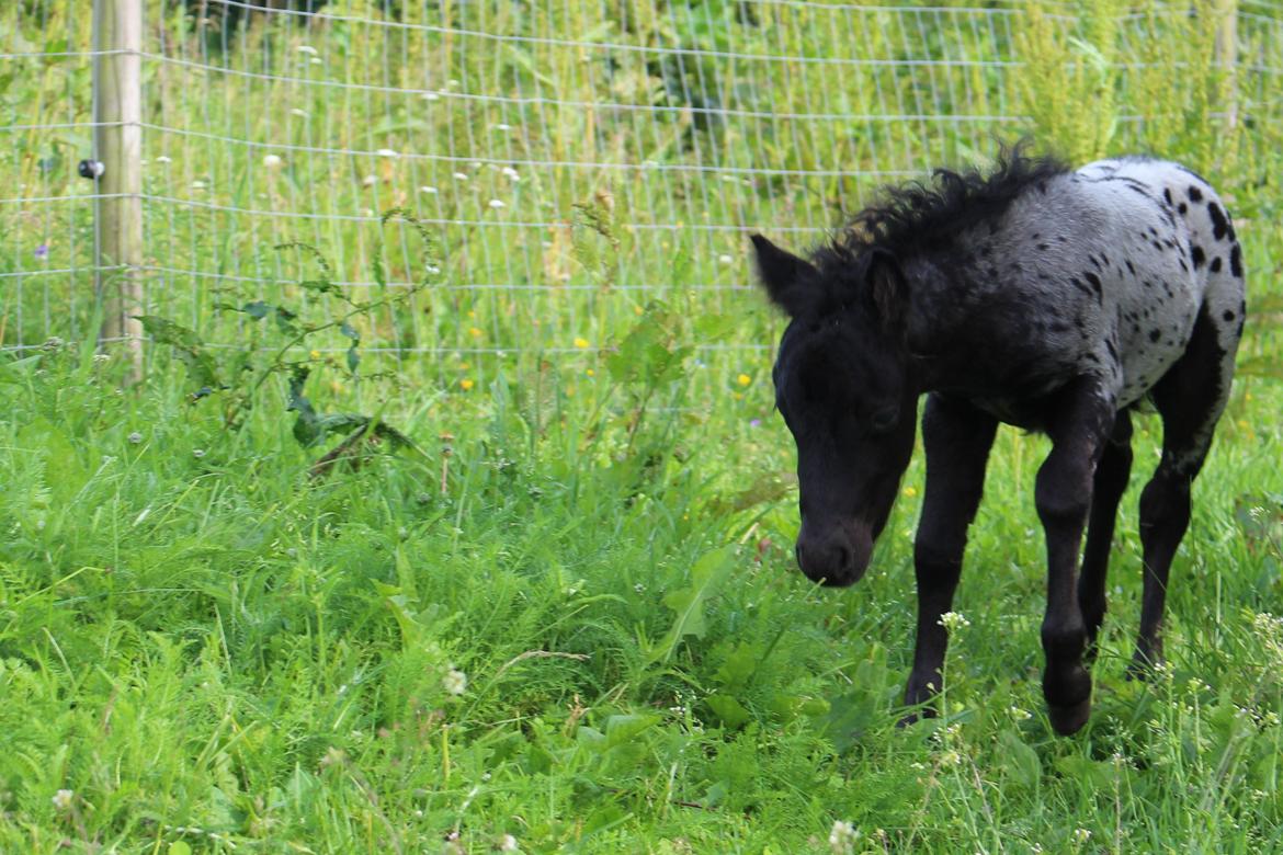 Knabstrupper Kragheredens Magnificent Cirocco billede 11