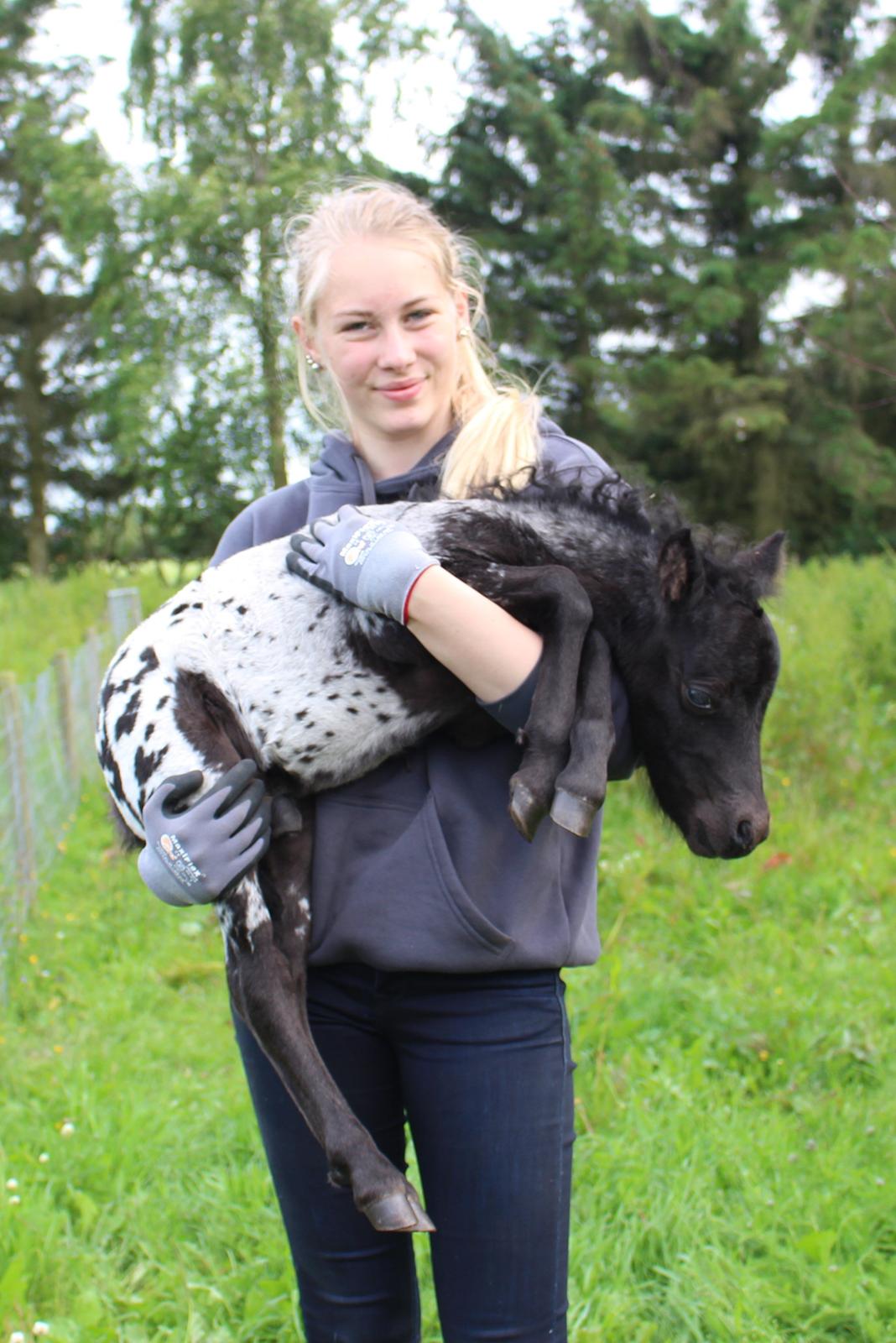 Knabstrupper Kragheredens Magnificent Cirocco billede 2