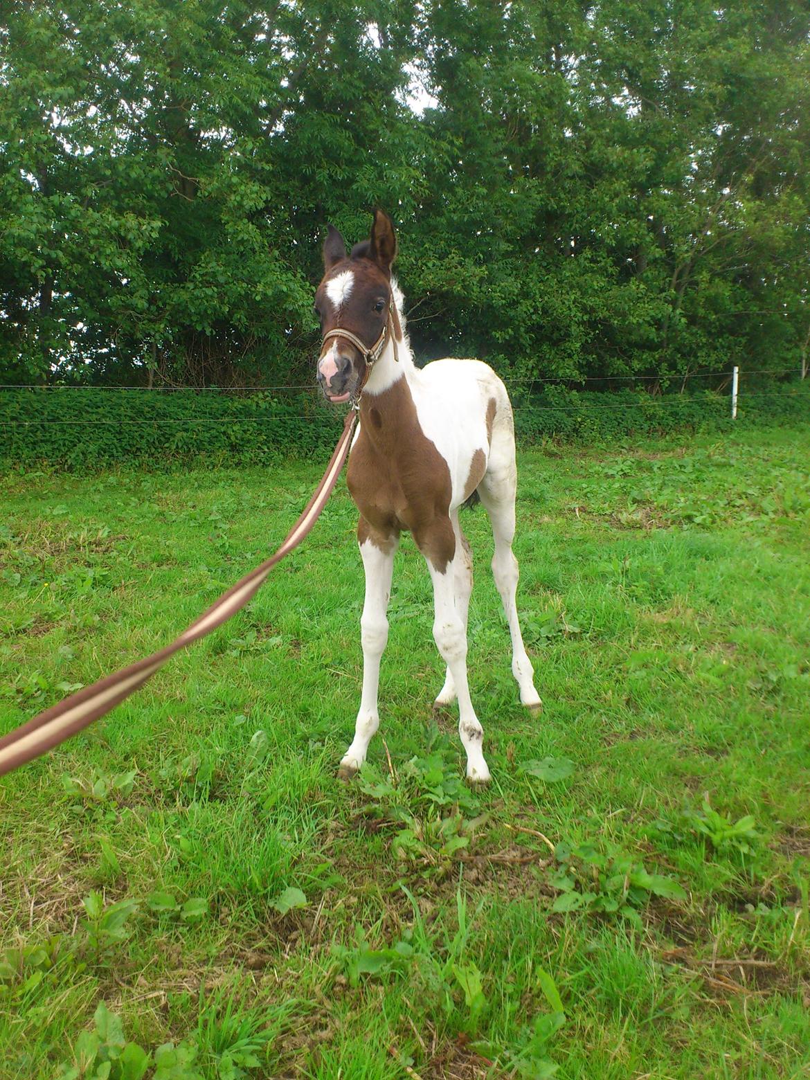 Pinto Araber JH Allonzy *Solgt* R.I.P. 18-01-2017 billede 14