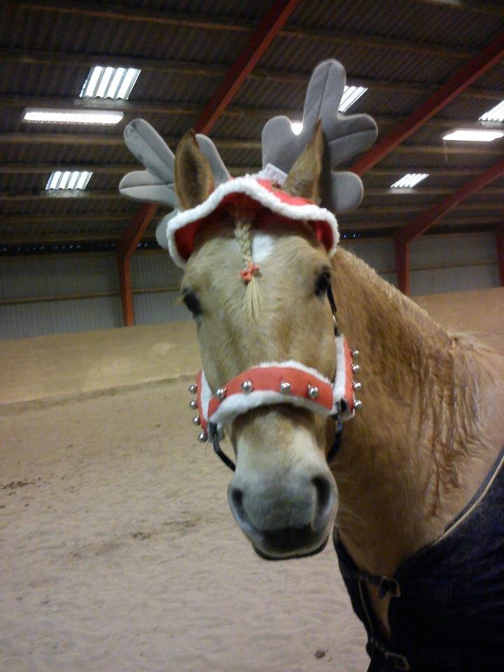 Anden særlig race Nellebjerggård's Gandalf billede 20