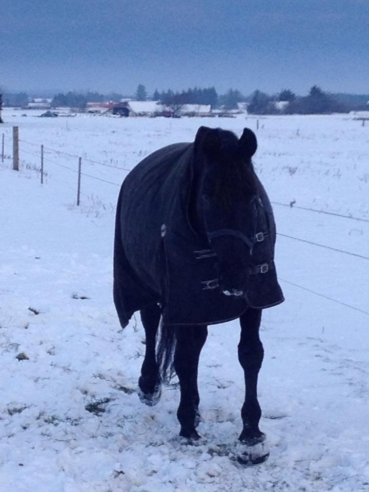 Pinto Thor<3 billede 16