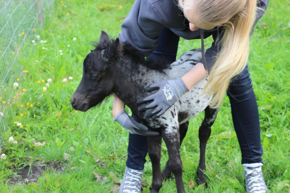 Knabstrupper Kragheredens Magnificent Cirocco billede 13