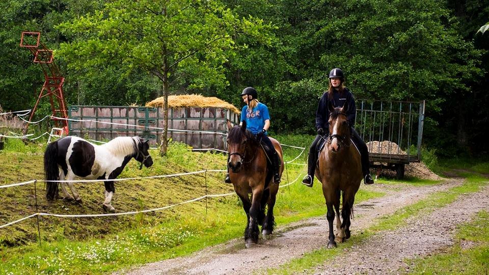 Dansk Varmblod Cenzier - Hjemme igen, gennenblødte efter regnen. billede 14