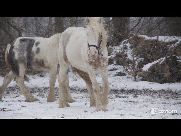 Irish Cob Harmonys Golden Roy billede 2