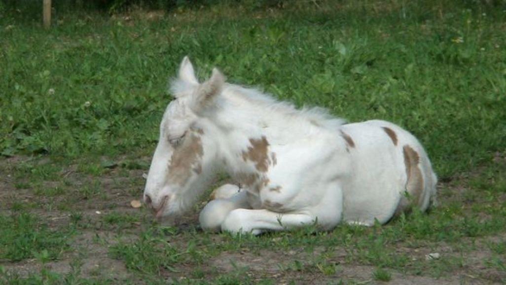 Irish Cob Harmonys Golden Roy billede 3