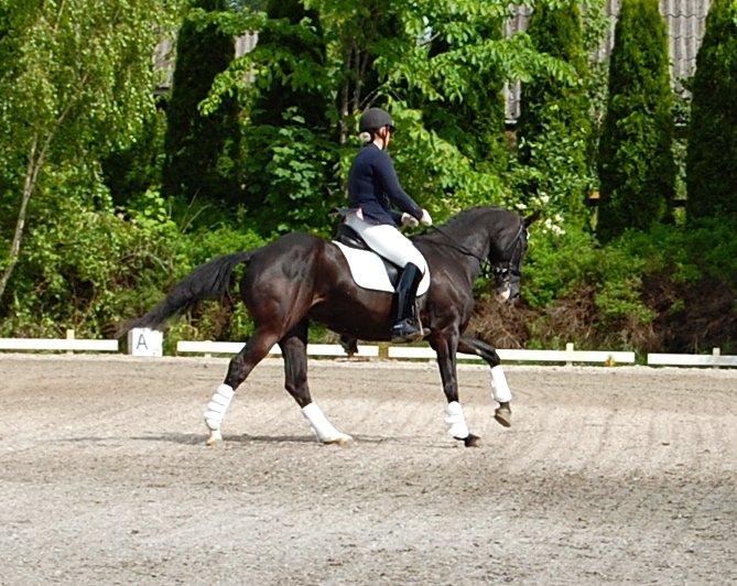 Hannoveraner Woomera billede 18