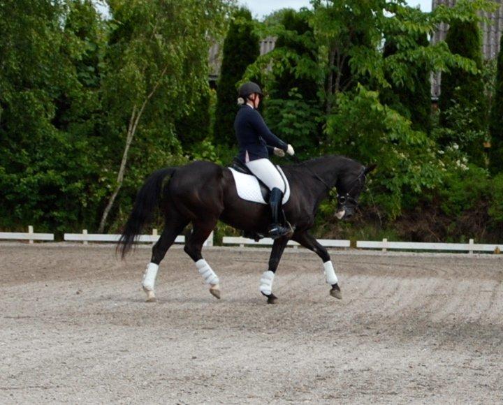 Hannoveraner Woomera billede 19