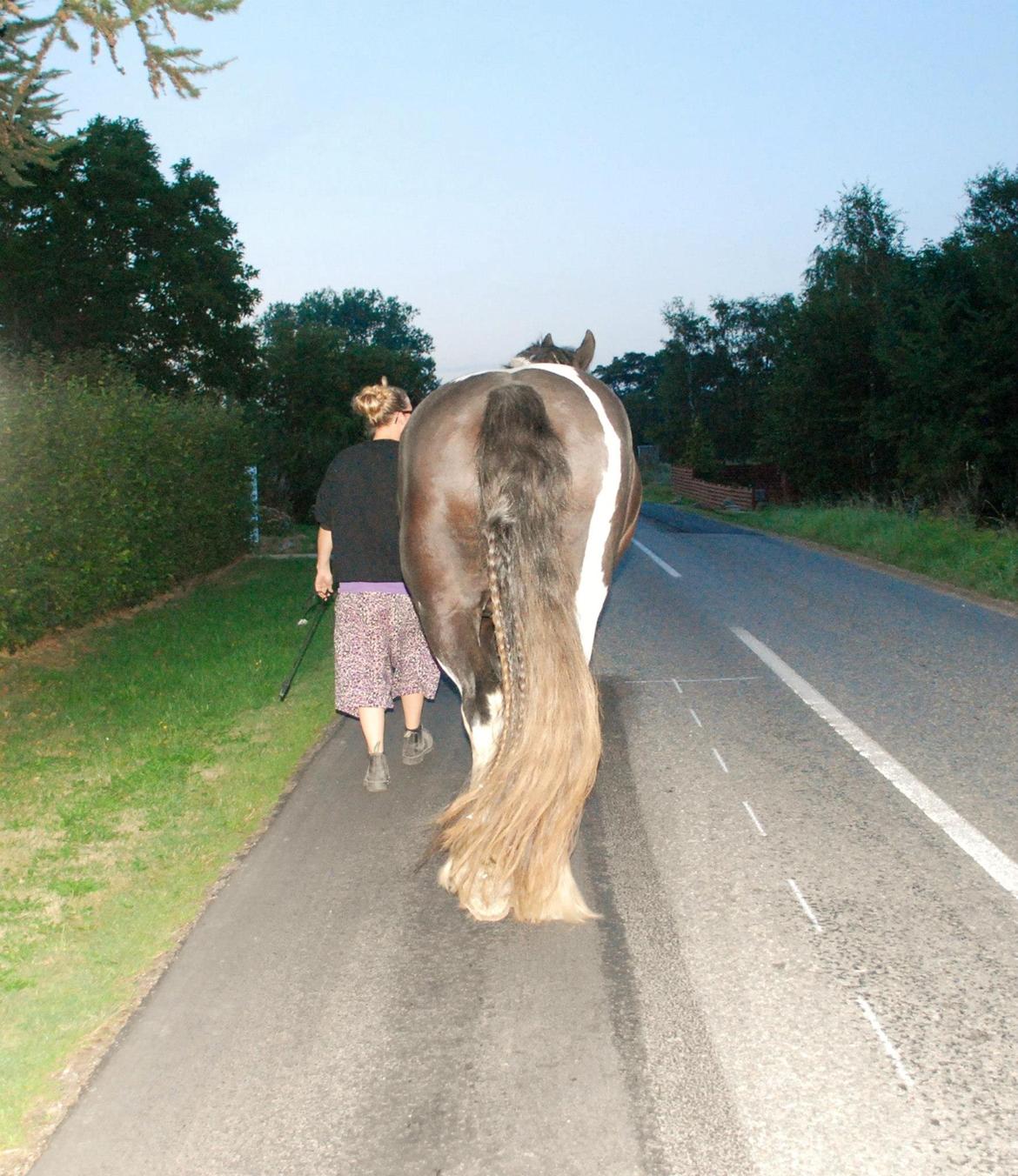 Irish Cob Crossbreed Sambuca G **BROVANG** R.I.P - Nåe enden er god, er alting godt ;) billede 20