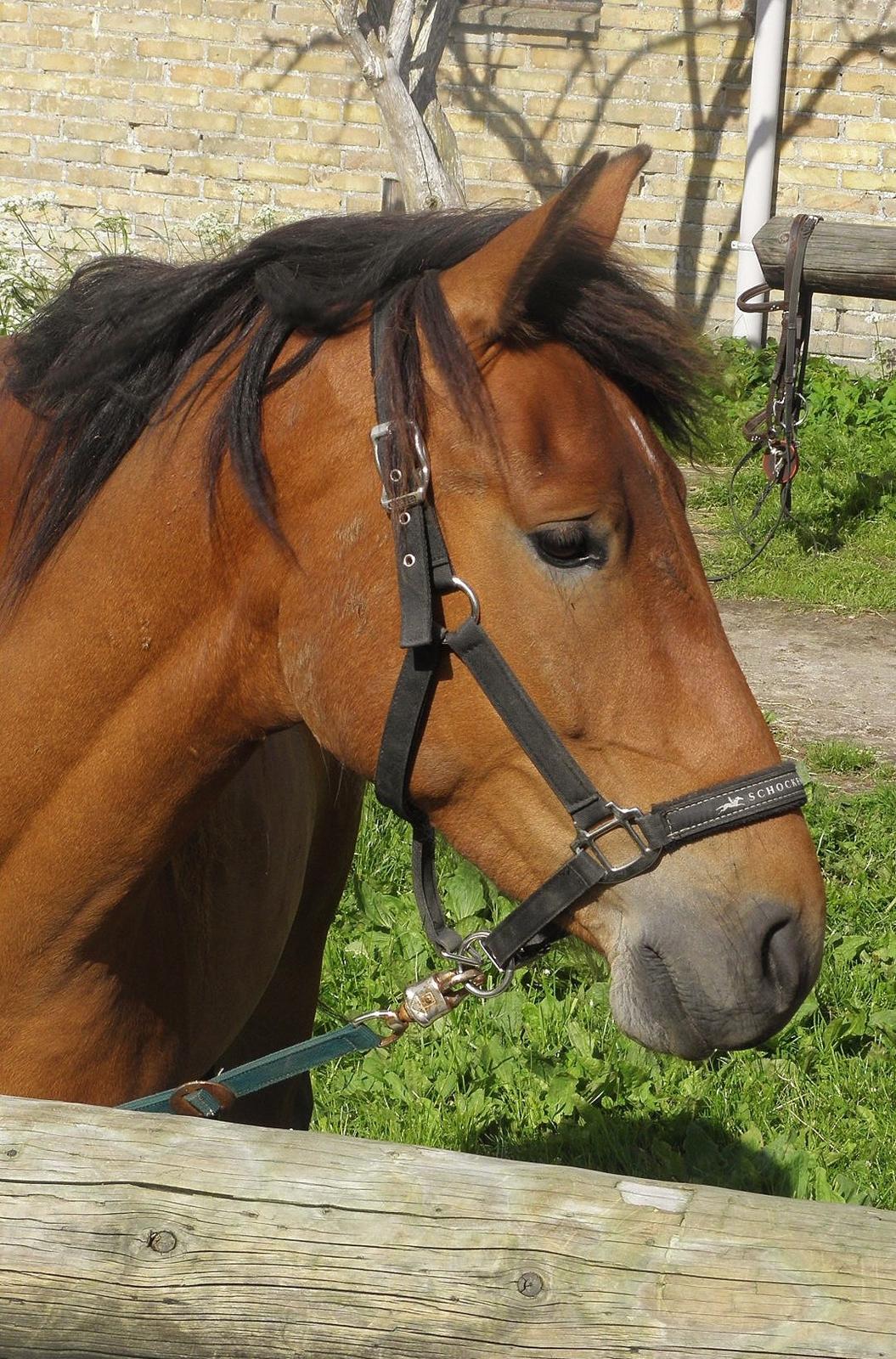 Anden særlig race Figaro billede 2