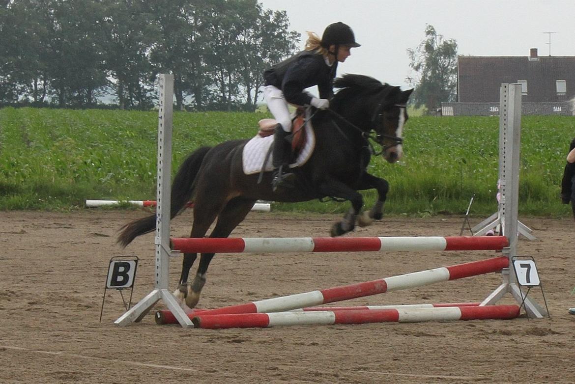 Welsh Pony (sec B) Lyngvejens Malu - Malu til klubmesterskab<33 billede 1