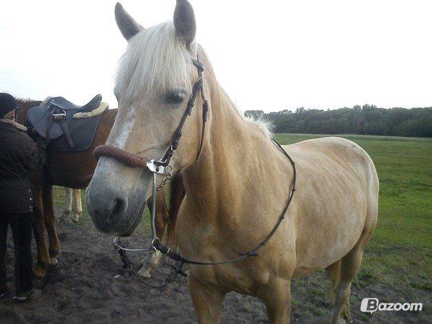 Palomino Sun shin billede 11