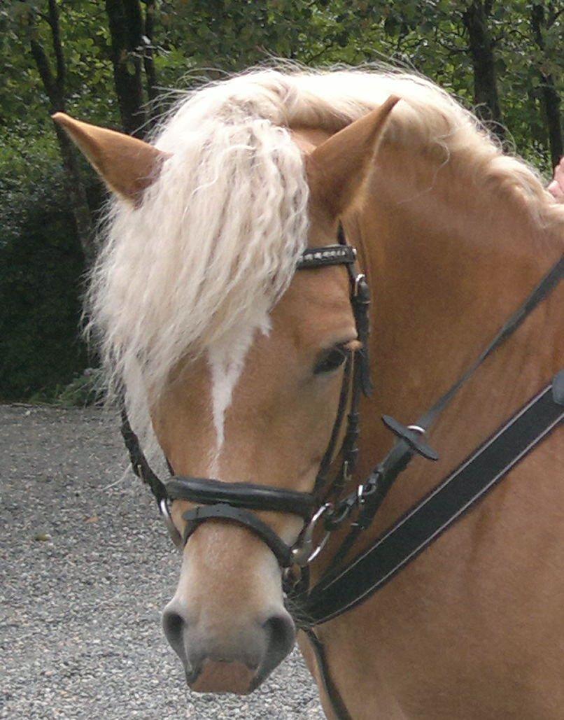 Haflinger missy <3 - Missy! <3 billede 6