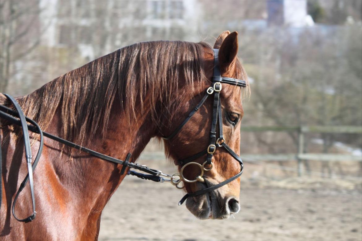 Dansk Varmblod Bastian Folden - Velkommen. :-) billede 1