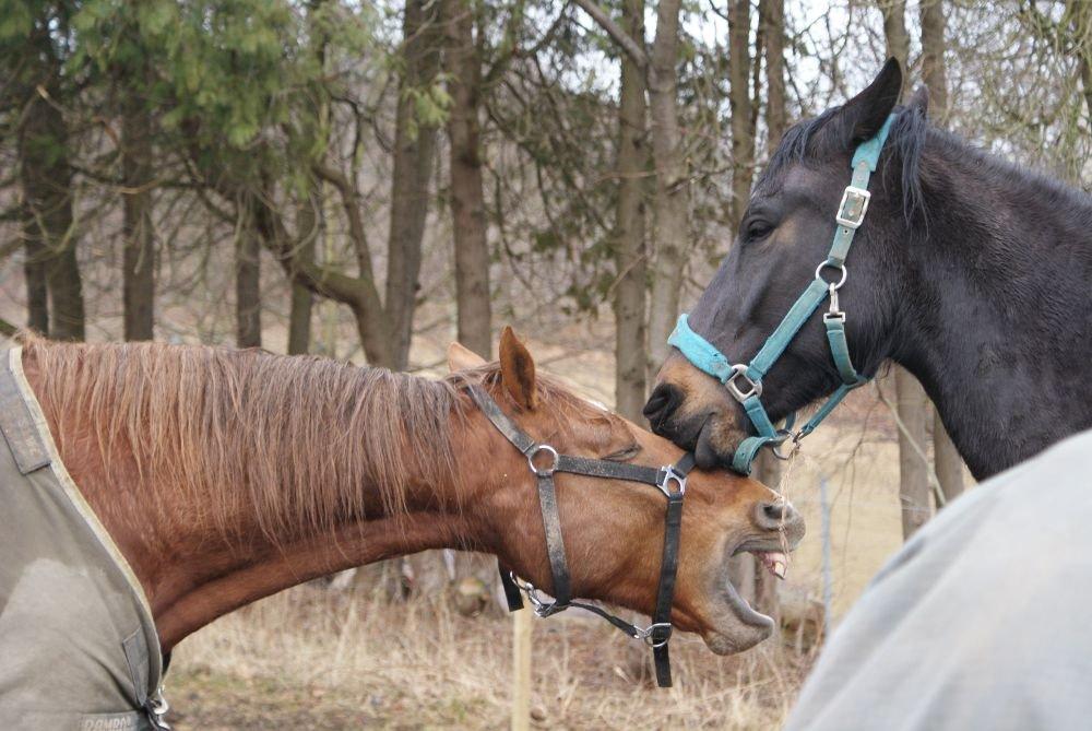 Dansk Varmblod Bastian Folden - Søøøød billede 3