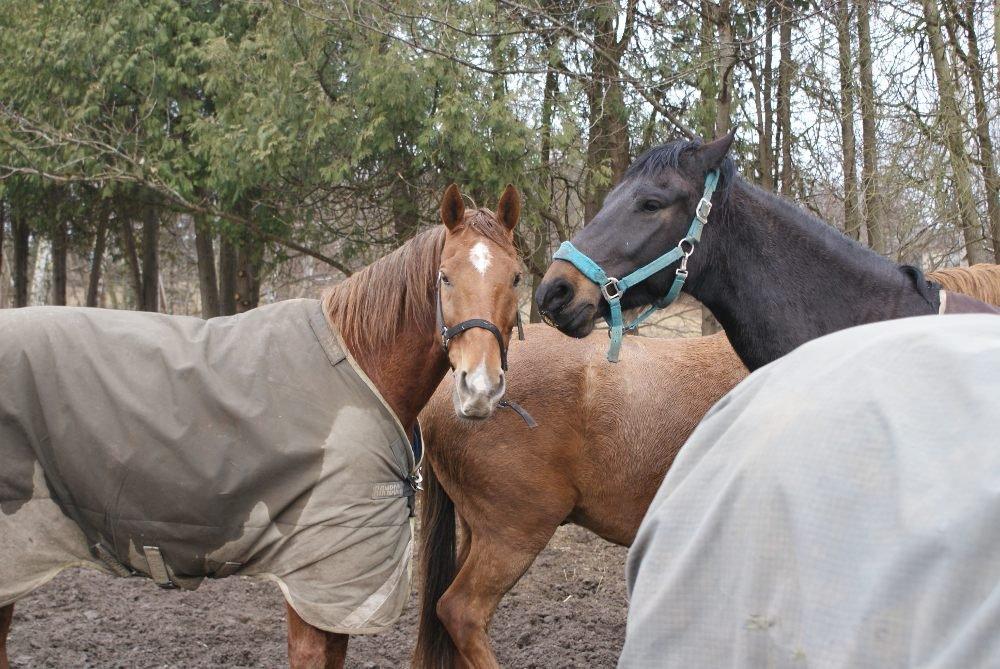 Dansk Varmblod Bastian Folden - På folden. billede 2