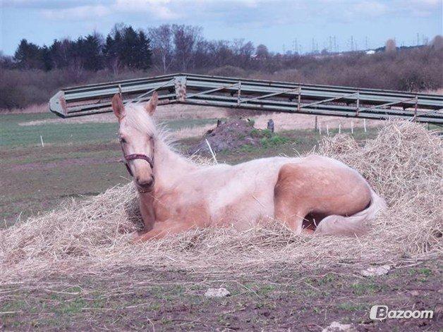 Palomino Happy Hour [DJ! <3] - Happy 1 år gammel! <3
(Lånt af tidligere ejer) billede 20