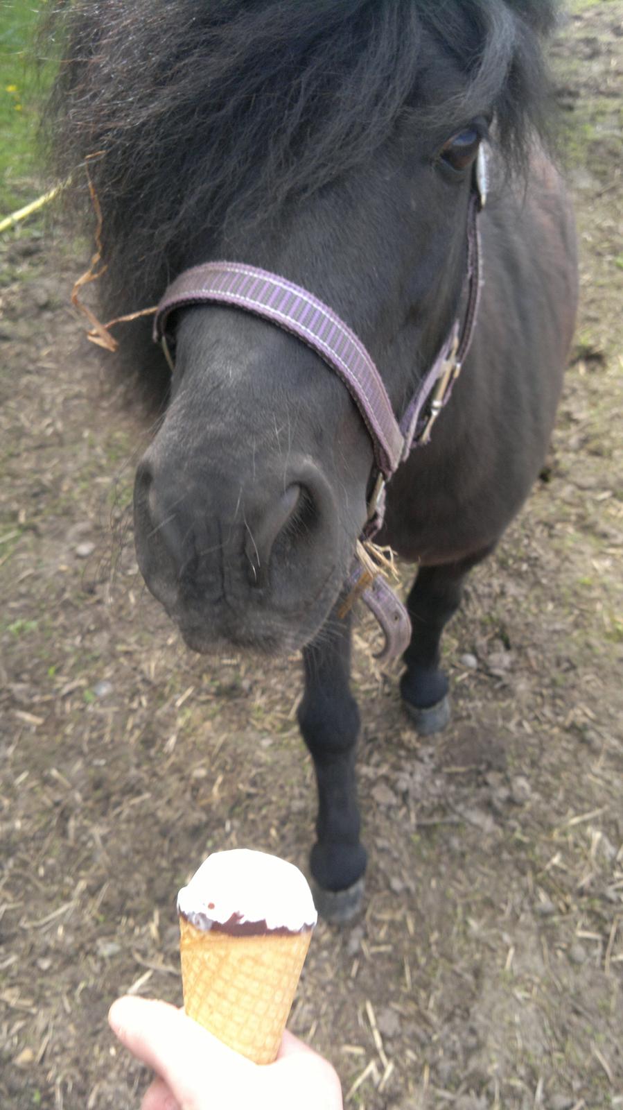 Shetlænder Rikke!<3 - is! <3 Love it! :* <3 billede 20