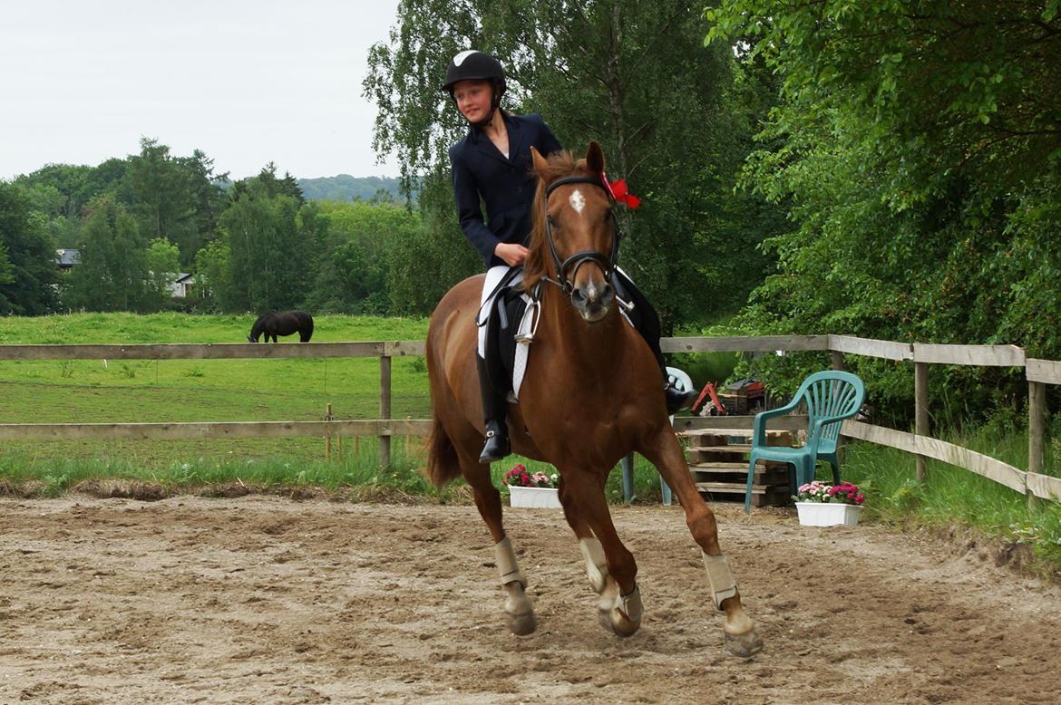 Dansk Varmblod Bastian Folden - Æresrunde - Juuubi! billede 4
