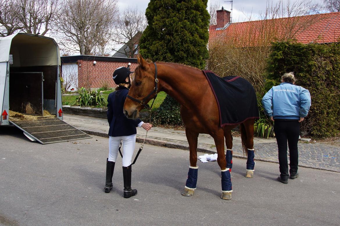 Dansk Varmblod Bastian Folden - Let at have med ude! billede 5