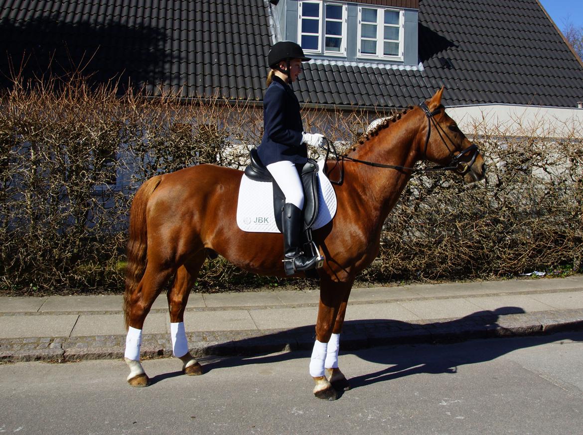 Dansk Varmblod Bastian Folden billede 6