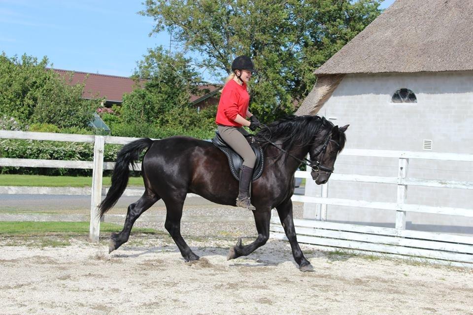 Anden særlig race Speedy - Træning. billede 11