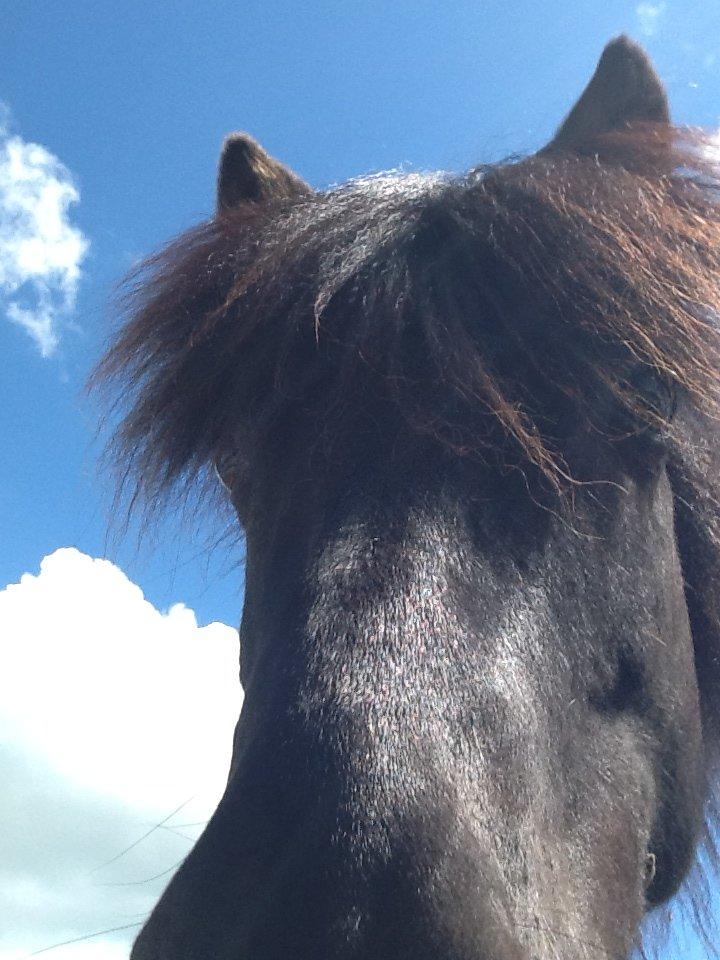 Islænder Ganti fra Døesbæk - hallo;D billede 8