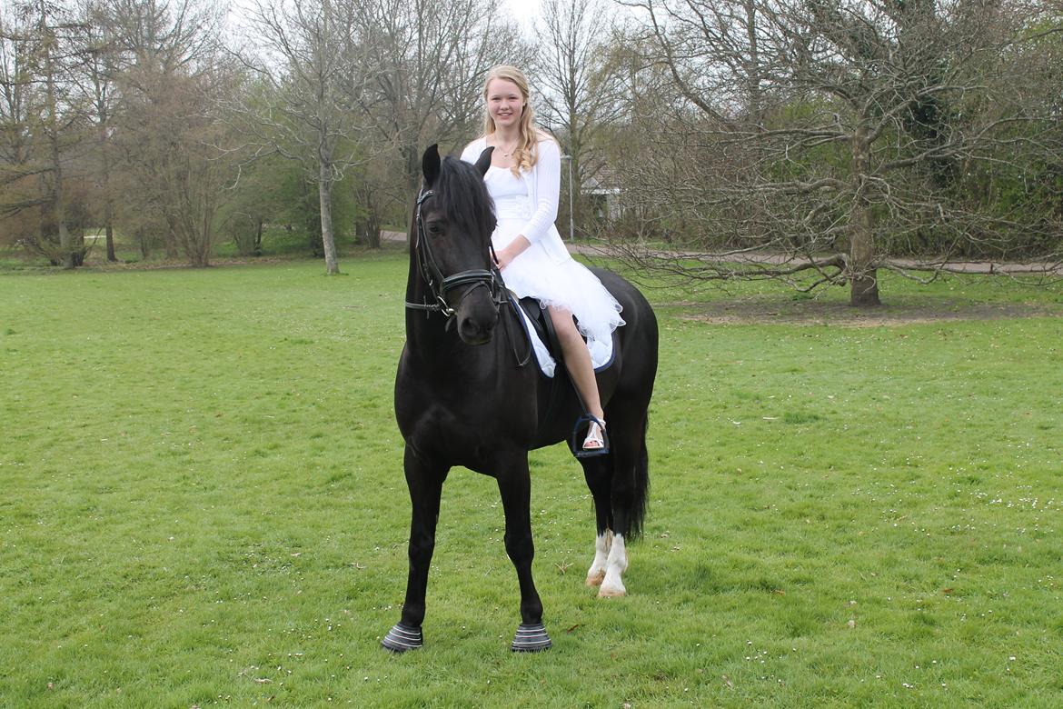 Welsh Cob (sec D) LSG Cæsar (Casino) - Solgt  - Til min konfirmation d.5/05 2013 :-)
Casino kom til kirken <3 billede 22