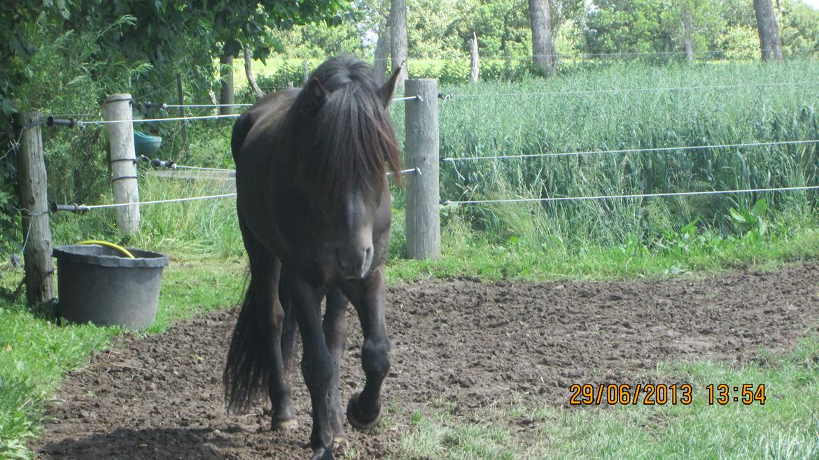 Islænder Islænder Òðinn f. Àsmúla - Odin der kommer tøffende billede 5