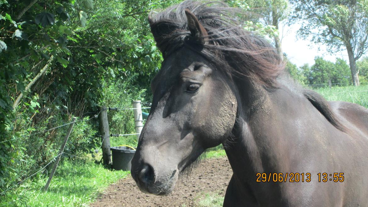 Islænder Islænder Òðinn f. Àsmúla - "Gå ikke foran mig, måske kan jeg ikke følge med. 
Gå ikke bag mig, måske kan jeg ikke føre an. 
Gå ved siden af mig og vær min ven." billede 11