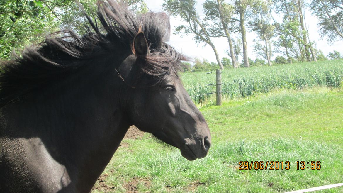 Islænder Islænder Òðinn f. Àsmúla - Heej! Og velkommen til Odin profil! Han er en rigtig fotomodel! billede 1