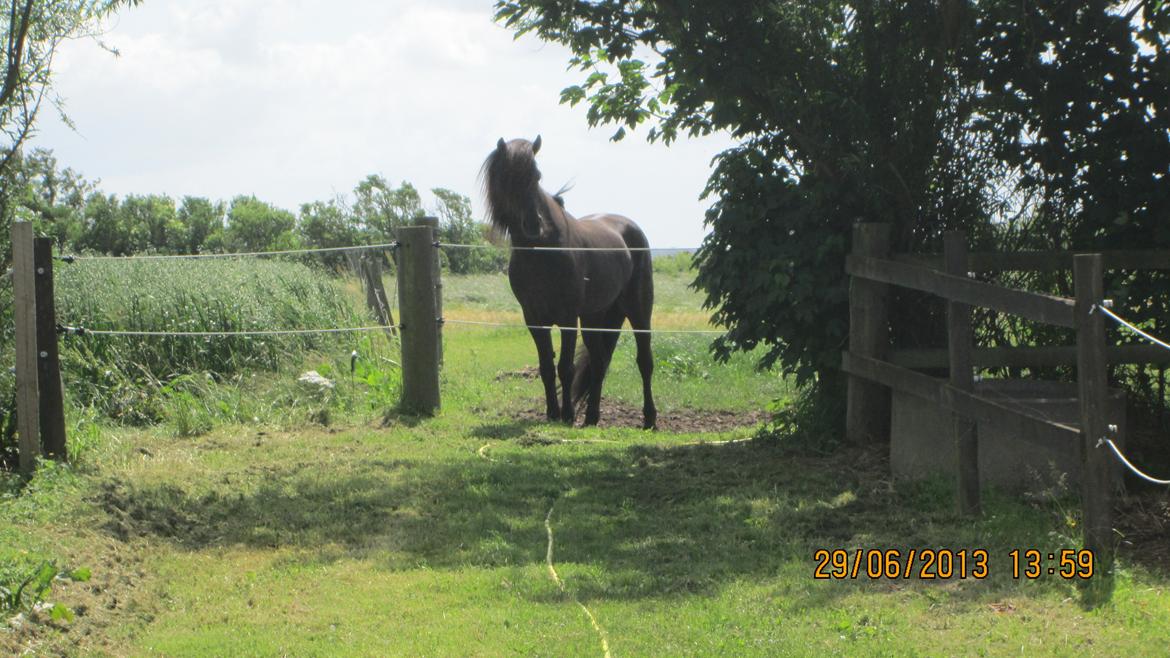 Islænder Islænder Òðinn f. Àsmúla - Odin der så gerne vil havde selskab billede 12