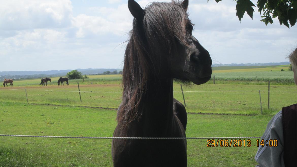 Islænder Islænder Òðinn f. Àsmúla - Give me my life back billede 13