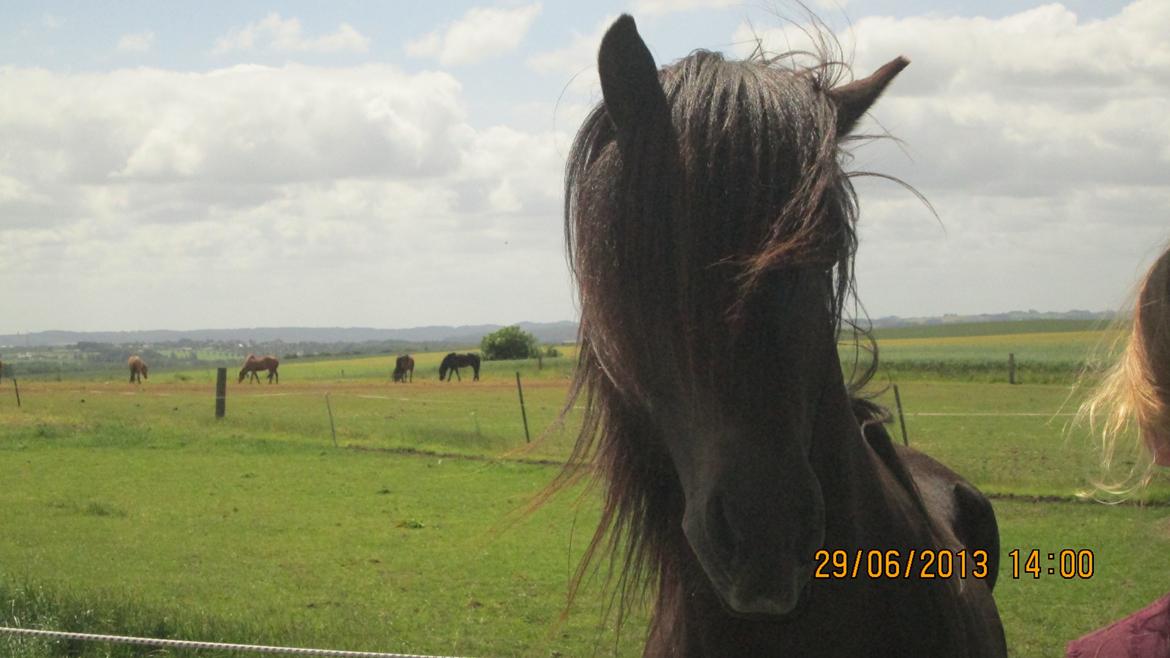 Islænder Islænder Òðinn f. Àsmúla - Tykke <3 billede 14