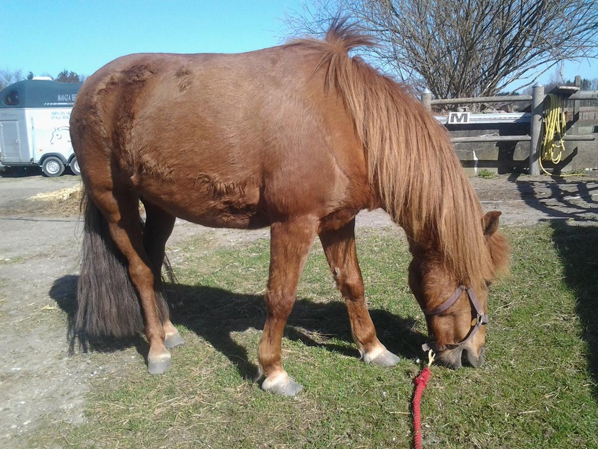 Anden særlig race Molly (SOLGT) <3 billede 19