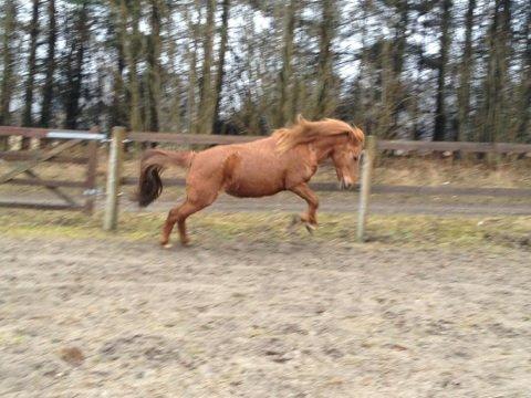 Anden særlig race Molly (SOLGT) <3 - Det var nu en dejlig pony jeg havde mig! <3 Tiden med dig var fantastisk! du fik mig til at blive ved med og ride selvom jeg var bange, blev jeg tryg ved dig! Elsk på dig! <3 billede 1