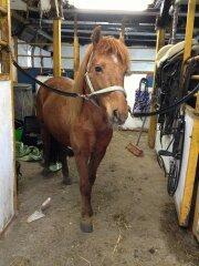 Anden særlig race Molly (SOLGT) <3 billede 20