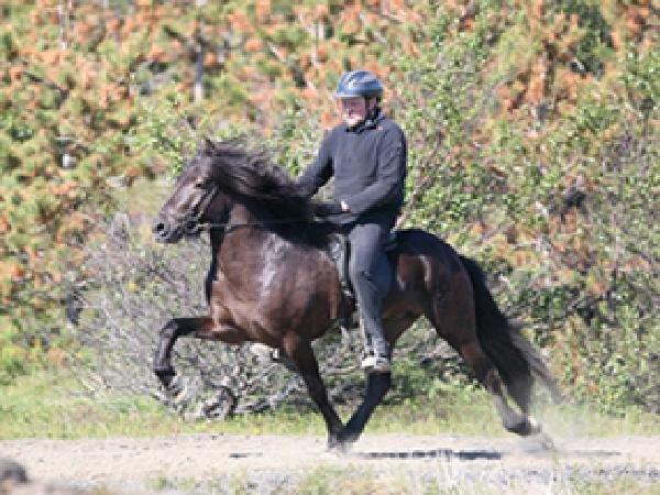 Islænder Islænder Òðinn f. Àsmúla billede 10