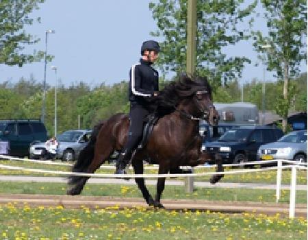 Islænder Islænder Òðinn f. Àsmúla billede 2