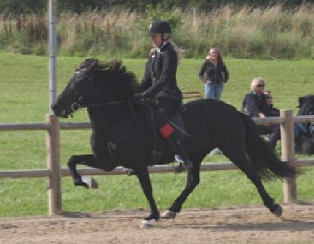 Islænder Islænder Òðinn f. Àsmúla - Odin til stævne  billede 15