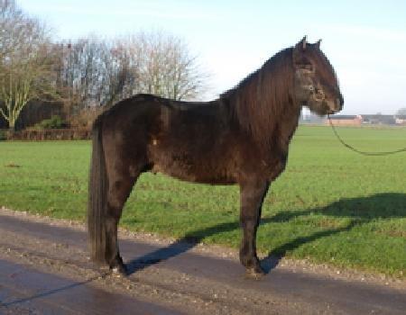 Islænder Islænder Òðinn f. Àsmúla - Da han lige var ankommet fra Island med sin tykke vinterpels <3 billede 7