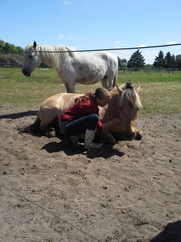 Fjordhest Nelly <3 - Første gang jeg kunne komme hen til hende! <3 billede 16