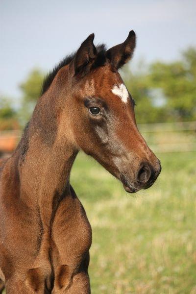 Holstener Can it be better AX billede 2